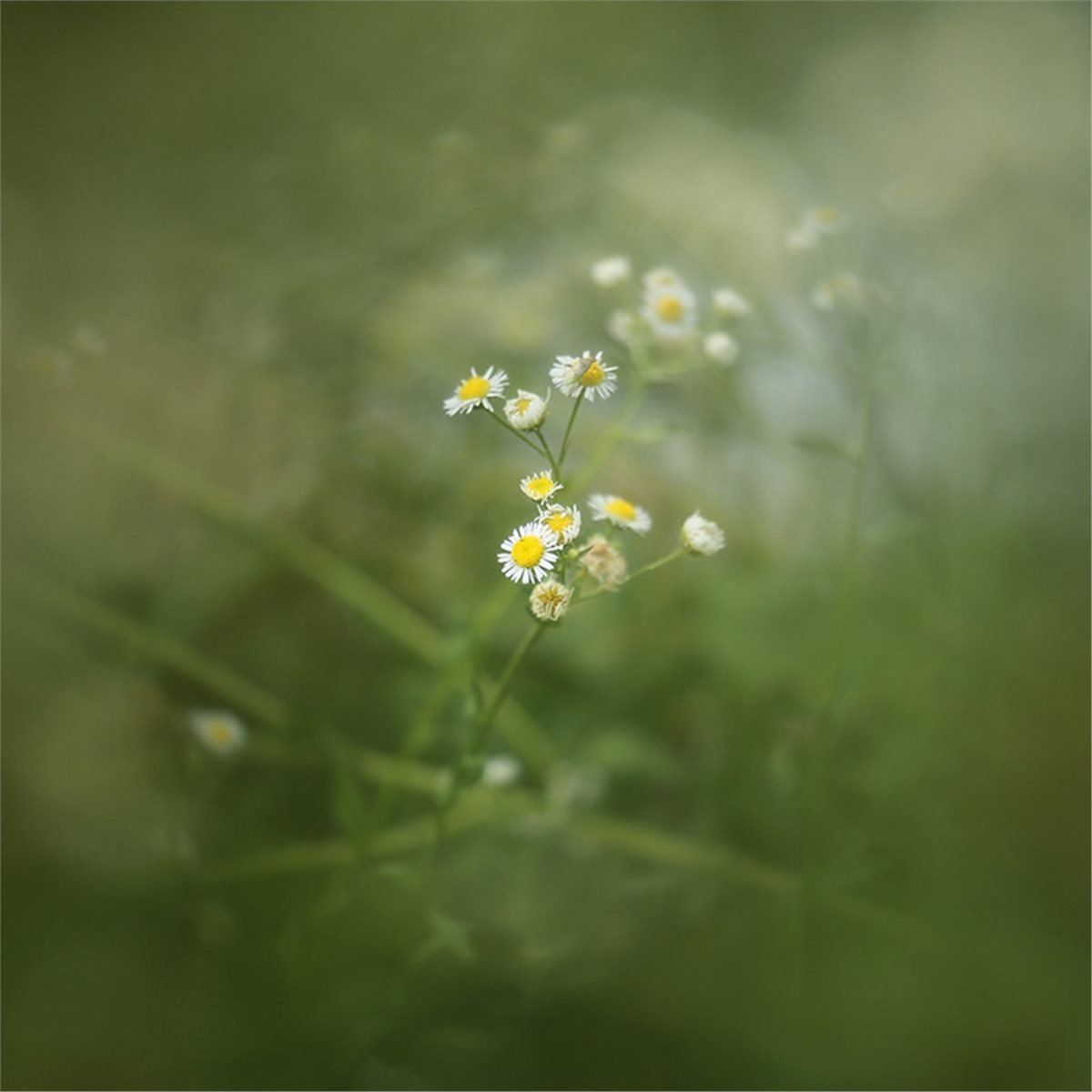 77/82mm Center-Exposed Edge Bl - Photography Close Up recensie en prijs